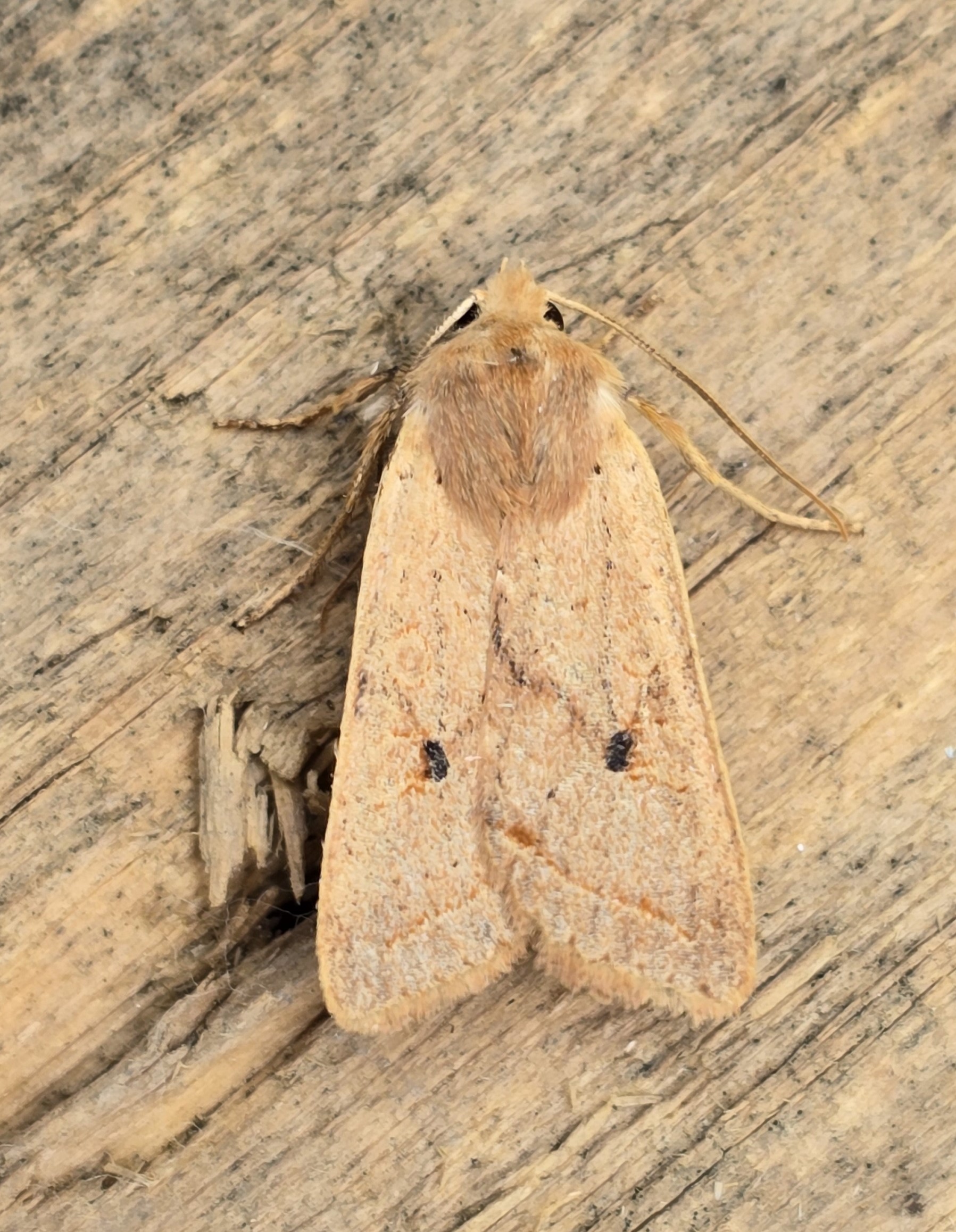 Photo of Yellow-line Quaker (Leptologia macilenta)